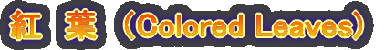 �g�@�t�@�iColored Leaves) 